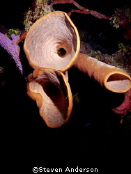 This photo of nightlife and sponges was taken on a night ... by Steven Anderson 